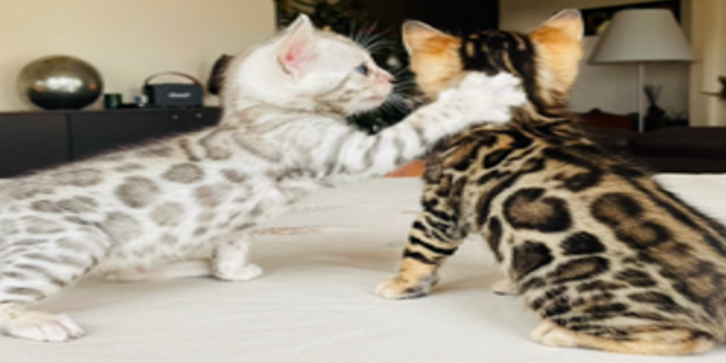 chatons bengal qui jouent- blog chats bengal🐱