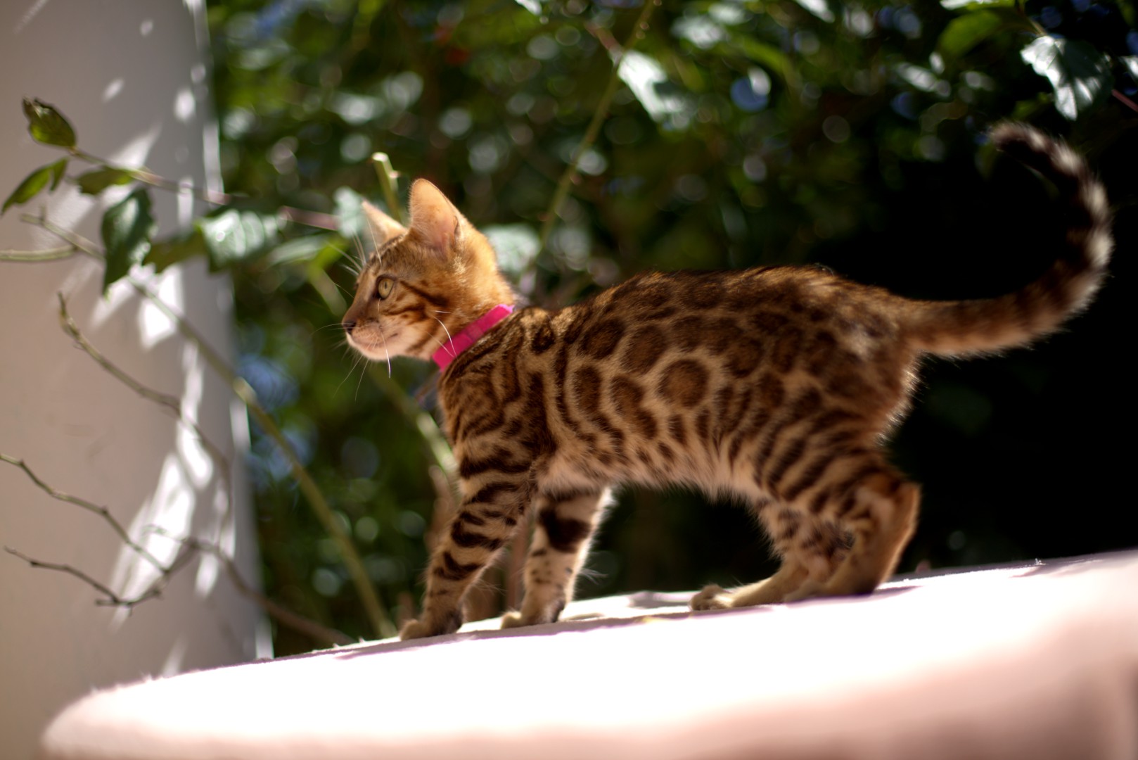 chat bengal