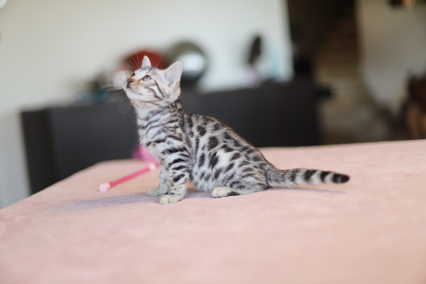 Chat du bengal blanc