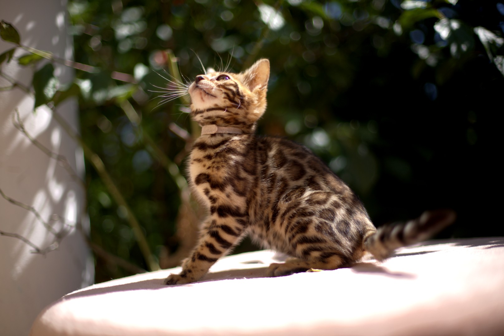 bengal brun soleil