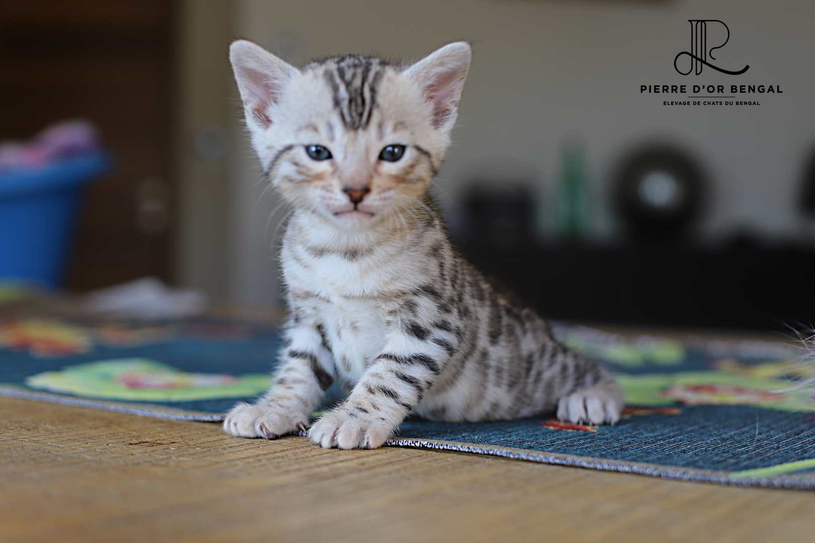 chat bengal brun taches rondes