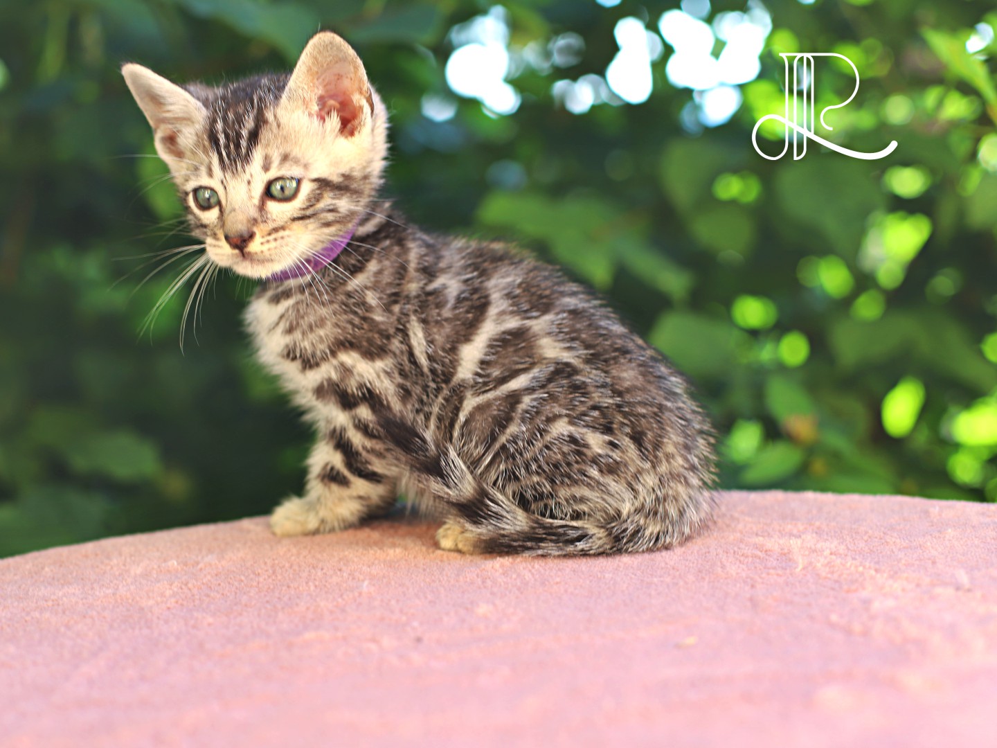 chat bengal blanc taches rondes