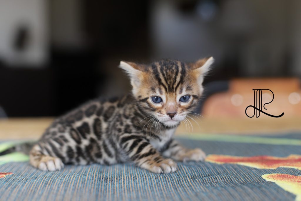 chaton-bengal-brown-femelle