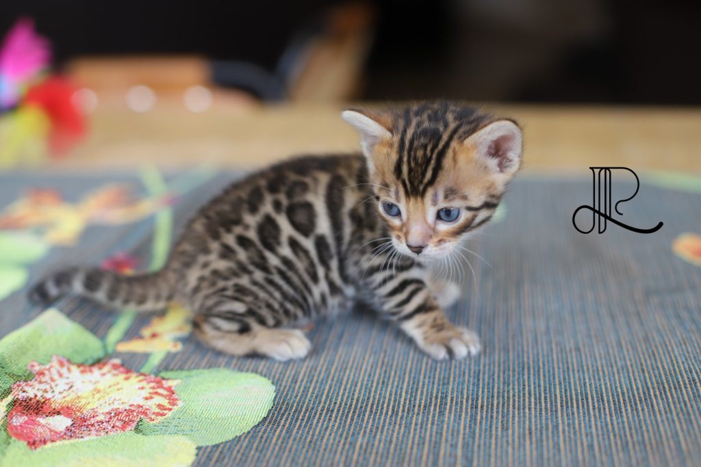 chaton bengal brown male 2