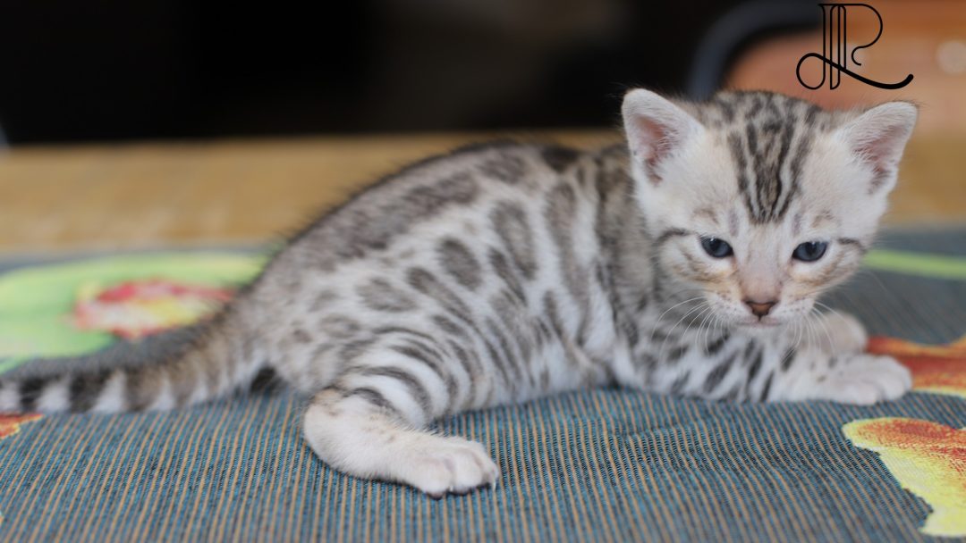 chaton bengal silver male 5