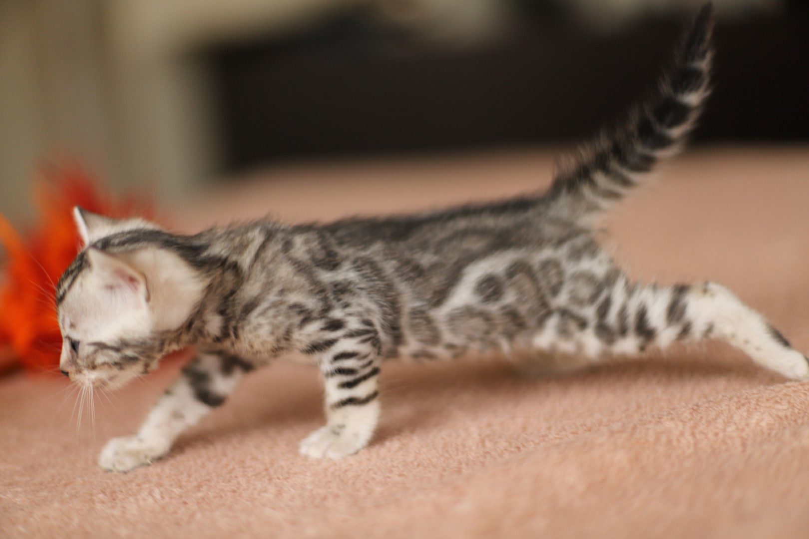 chat du bengal