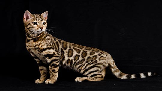 chat bengal brun brown