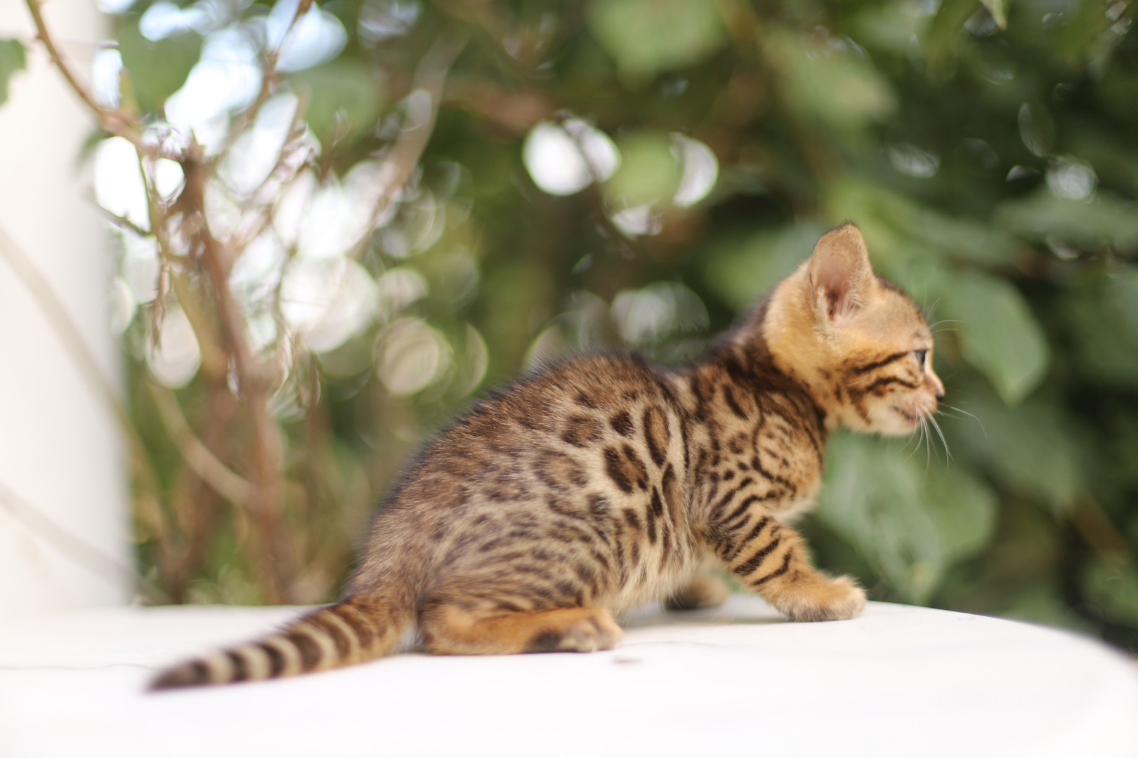 chaton bengal a vendre lyon