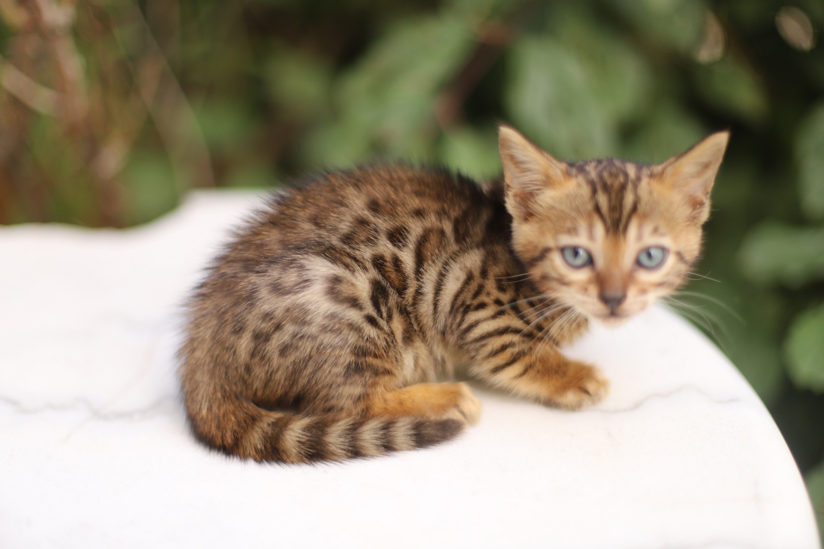 chaton bengal a vendre