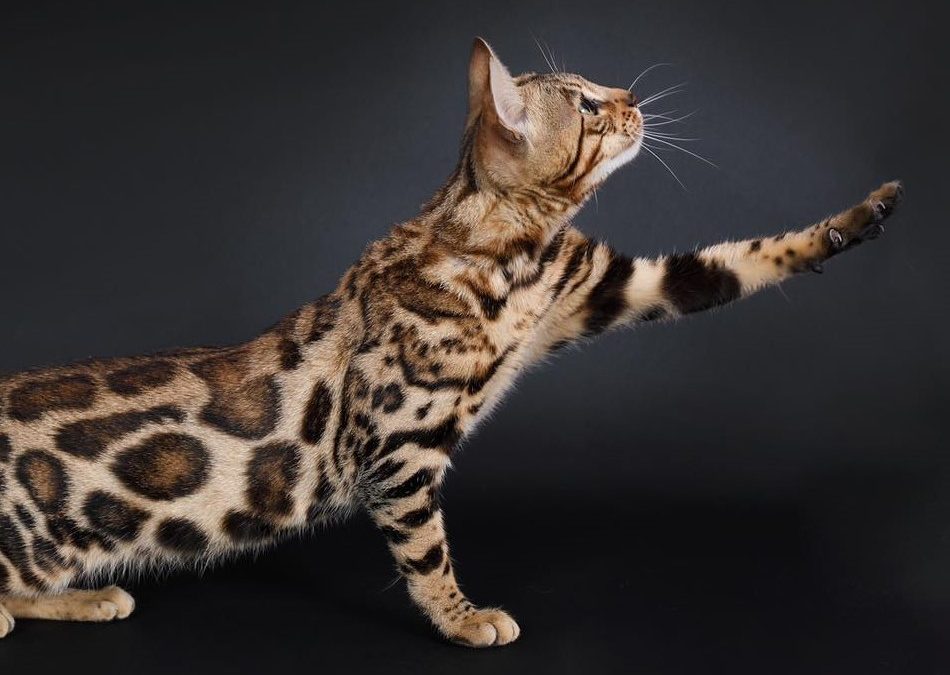 elevage-chat-bengal-brun