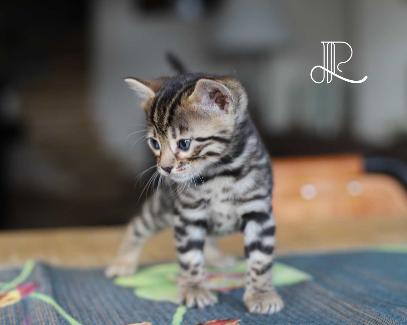 chaton bengal a vendre lyon